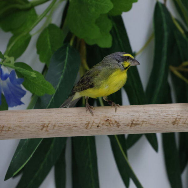 Mozambiquesijs (Crithagra mozambica)