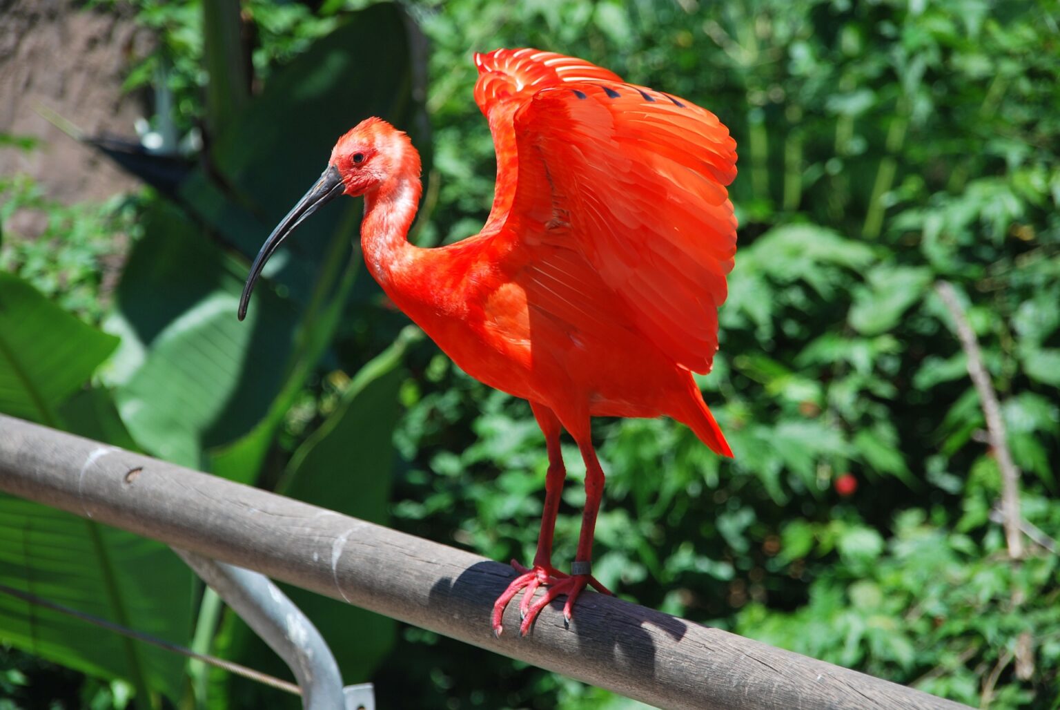Rode Ibis Eudocimus Ruber Vogelspeciaalzaak De Toekan rode-ibis-eudocimus-ruber-vogelspeciaalzaak-de-toekan