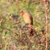 Rode kardinaal (Cardinalis cardinalis)