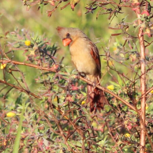 Rode kardinaal (Cardinalis cardinalis)
