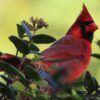 Rode kardinaal (Cardinalis cardinalis)
