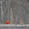 Rode kardinaal (Cardinalis cardinalis)