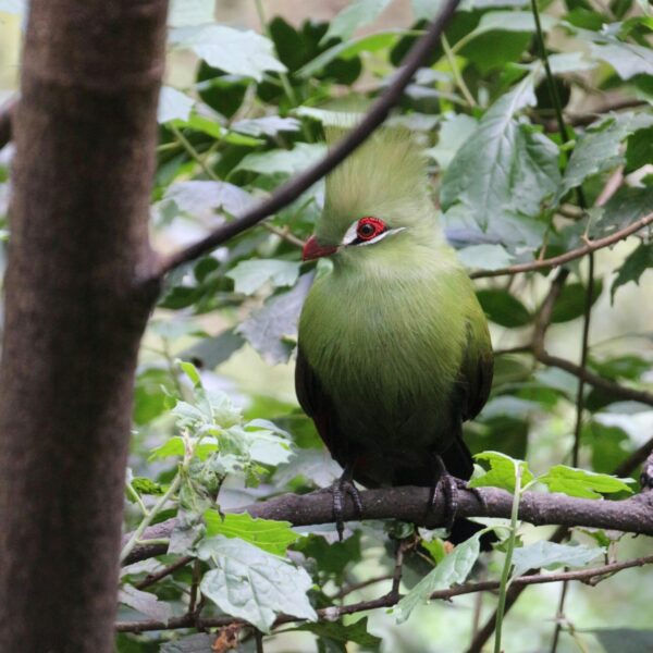 Livingstones toerako (Tauraco livingstonii)