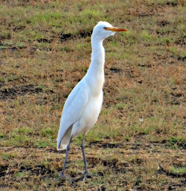Koereiger