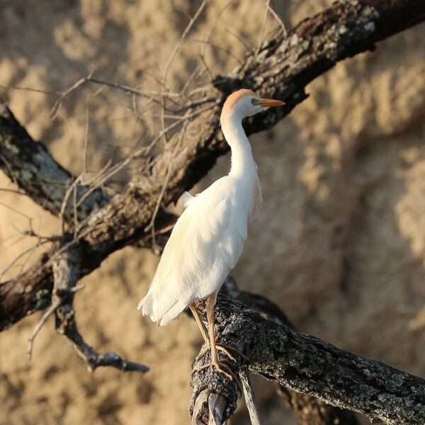 img_3864 Koereiger