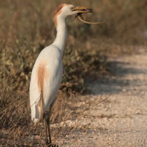 img_3865 Koereiger
