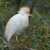 img_3866 Koereiger