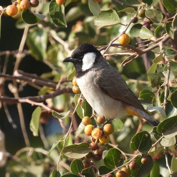 Witoorbuulbuul (Pycnonotus leucotis)
