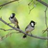 Witoorbuulbuul (Pycnonotus leucotis)