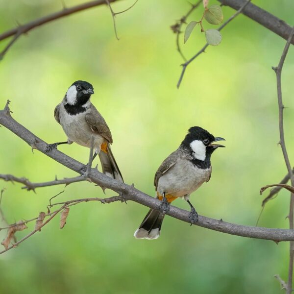 Witoorbuulbuul (Pycnonotus leucotis)