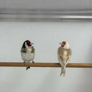 Majoor putter (Carduelis carduelis) Majoor putter (Carduelis carduelis)