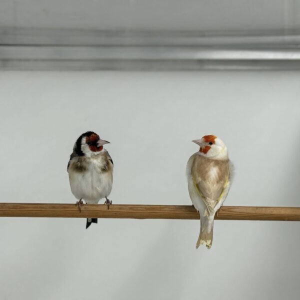 Majoor putter (Carduelis carduelis) Majoor putter (Carduelis carduelis)