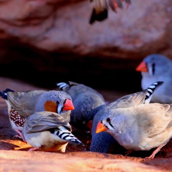 img_2149 Australische zebravink