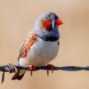 img_2150 Australische zebravink