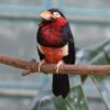 Zwartbandbaardvogel (Lybius dubius)