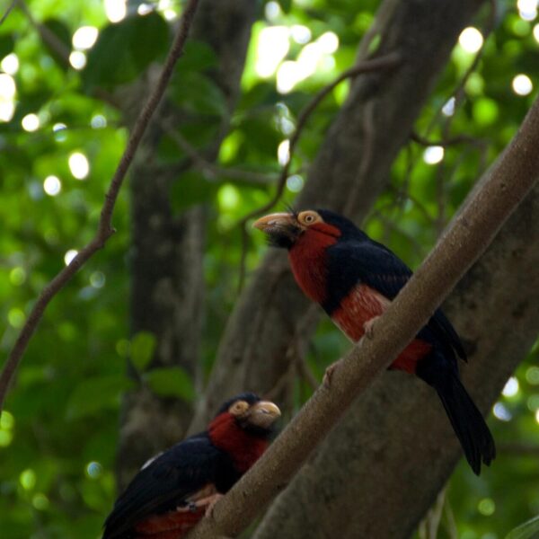 Zwartbandbaardvogel (Lybius dubius)