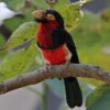 Zwartbandbaardvogel (Lybius dubius)