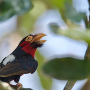 vijayalakshmi-nidugondi-8cVCuOjw1Pg-unsplash-min Zwartbandbaardvogel (Lybius dubius)