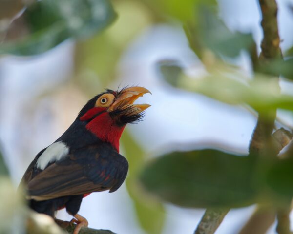 vijayalakshmi-nidugondi-8cVCuOjw1Pg-unsplash-min Zwartbandbaardvogel (Lybius dubius)