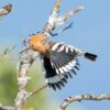 img_3838-2 Europese hop kopen (Upupa epops)
