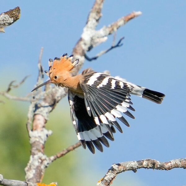 img_3838-2 Europese hop kopen (Upupa epops)