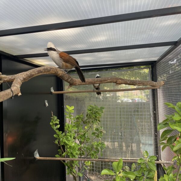 Witkuiflijstergaai (Garrulax leucolophus)