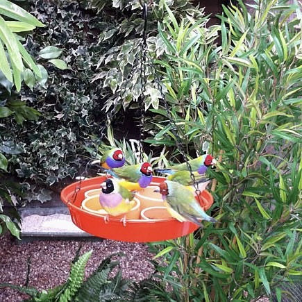 Gouldamadine (Chloebia gouldiae)