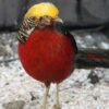 Goudfazant Chrysolophus pictus