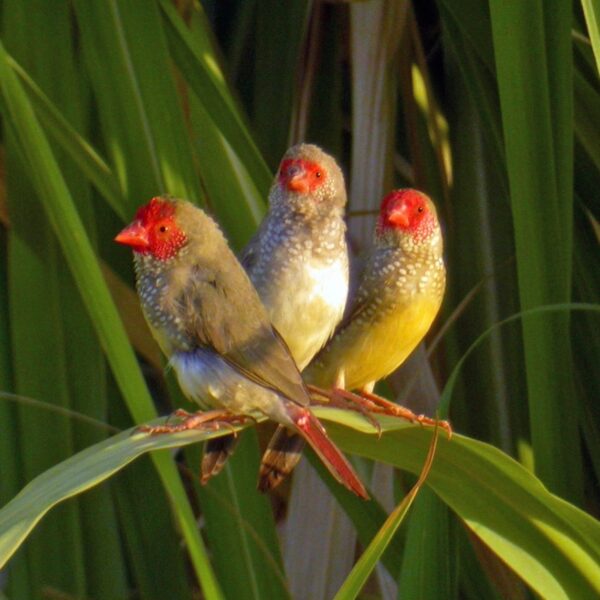 Binsenastrild (Neochmia ruficauda)