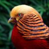 Goudfazant Chrysolophus pictus: Exotische Sierfazant