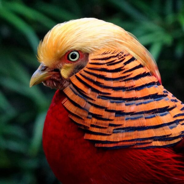 Goudfazant Chrysolophus pictus: Exotische Sierfazant