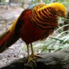 Goudfazant Chrysolophus pictus: Exotische Sierfazant