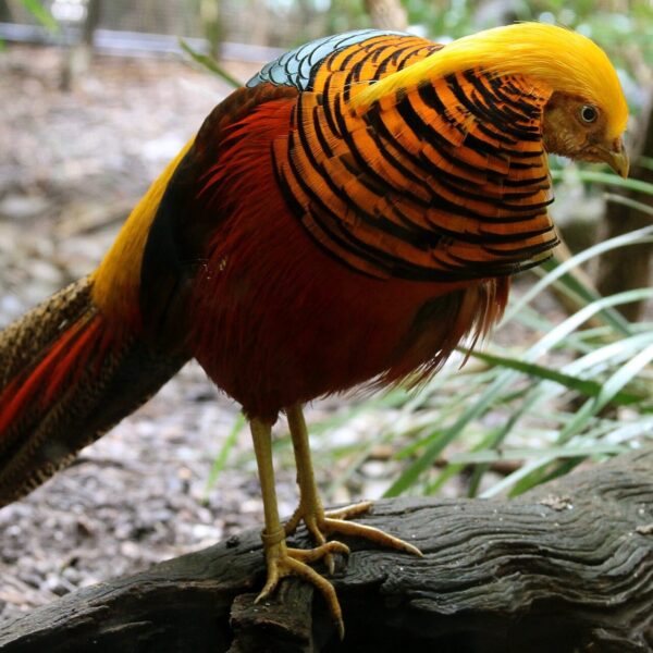 Goudfazant Chrysolophus pictus: Exotische Sierfazant