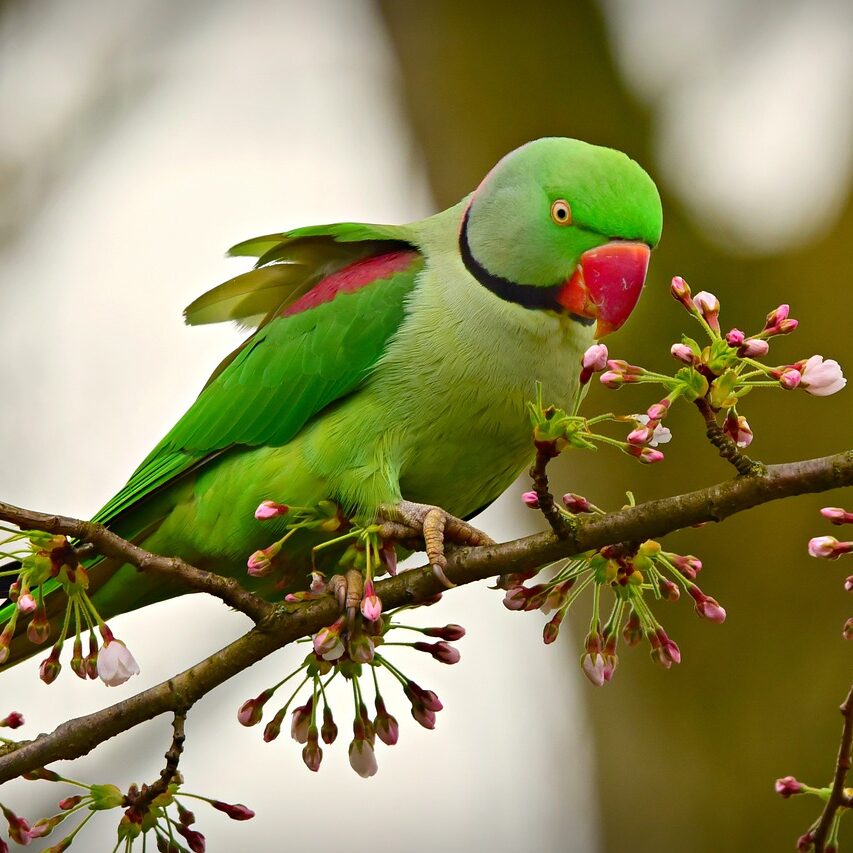 Halsbandparkiet (Psittacula krameri)
