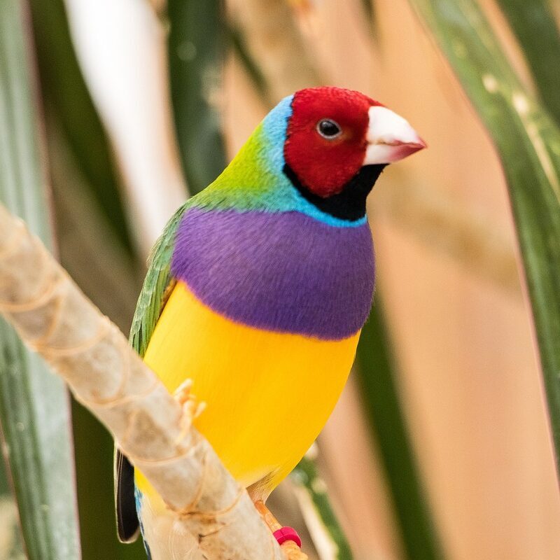 Gouldamadine (Chloebia gouldiae)