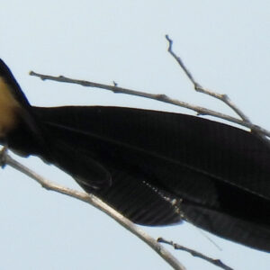 Broad-tailed_Paradise_Whydah_Vidua_obtusa,_Livingstone,_Zambia_1 Breedstaartparadijswida (Vidua obtusa)