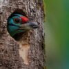 Blauwkeelbaardvogel (Megalaima asiatica)