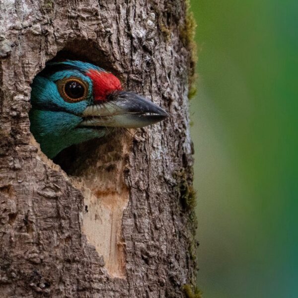 Blauwkeelbaardvogel (Megalaima asiatica)