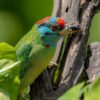 Blauwkeelbaardvogel (Megalaima asiatica)