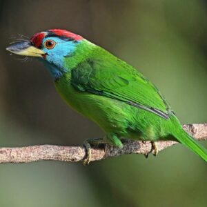 img_2170 Blauwkeelbaardvogel (Megalaima asiatica)