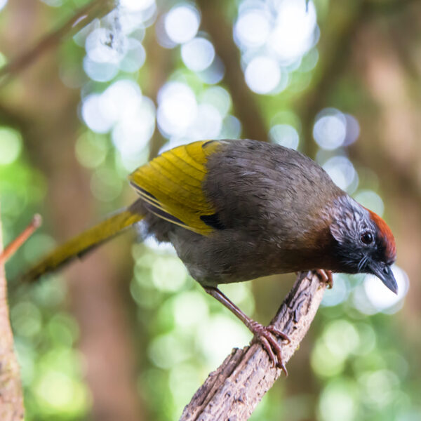 Zilveroorlijstergaai (Trochalopteron melanostigma)