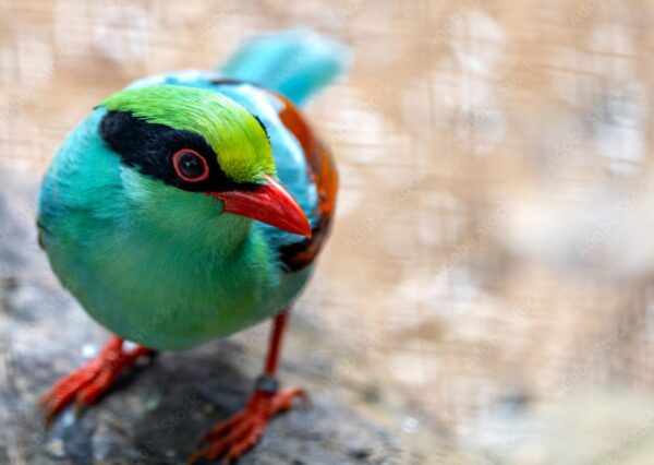 1b81b2b5-8da0-4c24-aca2-29f0402e7cb5 Groene kitta (Cissa chinensis)