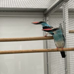 7239b649-c7ea-4ce9-a28c-dd627e500457 Senegalijsvogel (Halcyon senegalensis)