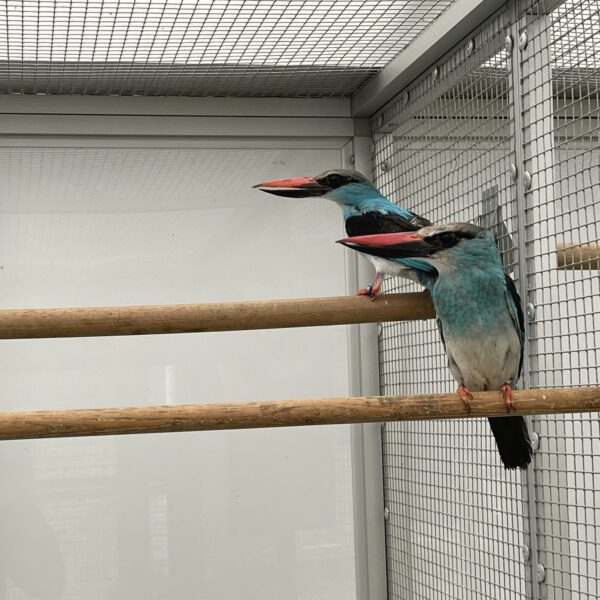 7239b649-c7ea-4ce9-a28c-dd627e500457 Senegalijsvogel (Halcyon senegalensis)