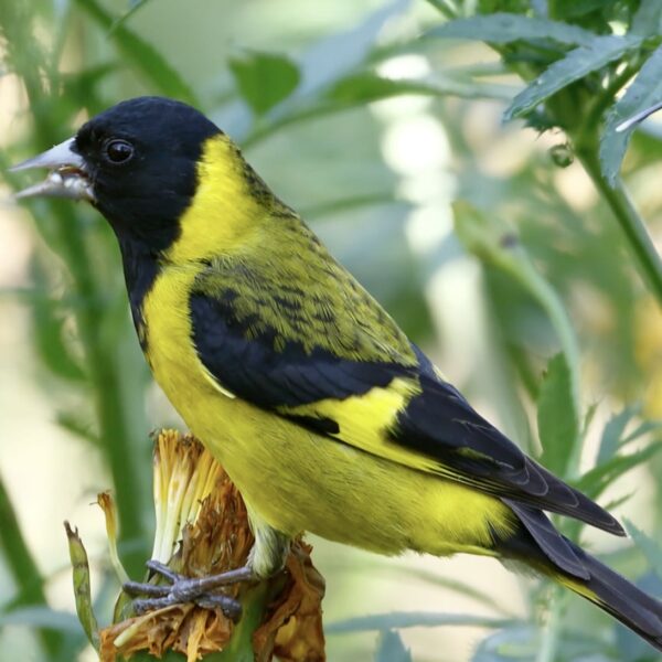 Zwartkopsijs (Spinus notatus)