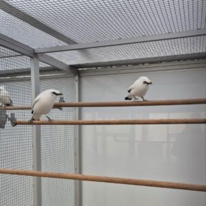 Balispreeuw (Leucopsar rothschildi) op zitstok in ruime volière