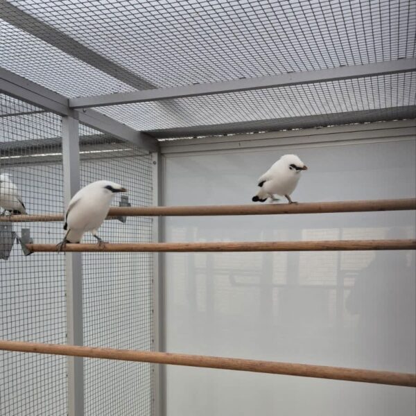 Balispreeuw (Leucopsar rothschildi) op zitstok in ruime volière