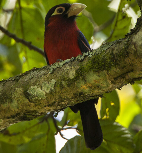 Dubbeltandbaardvogel (Pogonornis bidentatus)