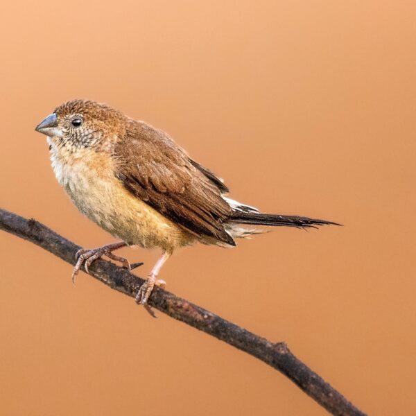 Euodice_malabarica_237172784 Loodbekje (Euodice malabarica)