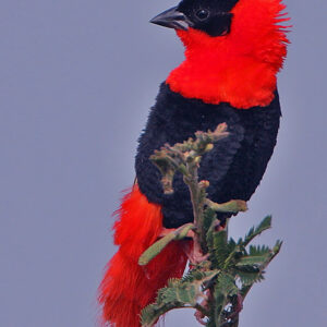 Euplectes_franciscanus_-Faraba_Banta,_Western_Division,_Gambia_-male-8 Oranje wever (Euplectes franciscanus)